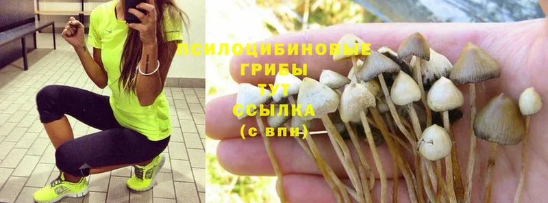 Псилоцибиновые грибы MAGIC MUSHROOMS  где можно купить   Сельцо 